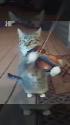 котик поёт песню из Аметиста