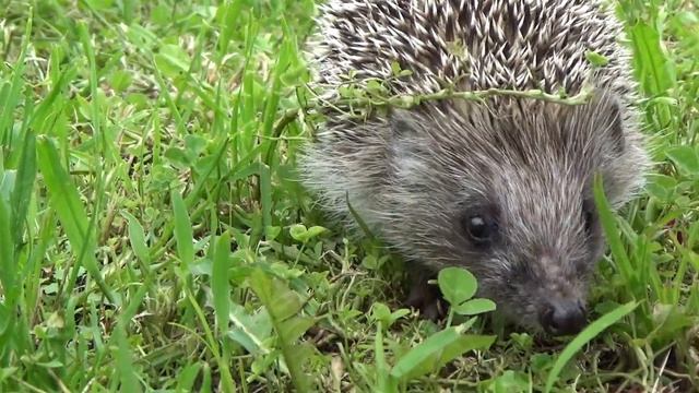 🌿 Мир природы: Суслик, Ёжик в Их Естественной Среде Обитания 🍃 смотреть онлайн