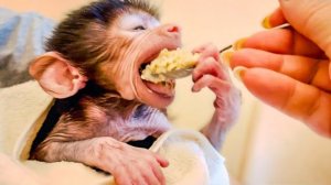 У Степашка ПРЕКРАСНЫЙ АППЕТИТ, его уговаривать покушать никогда не надо)))