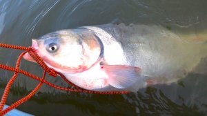 Огромное ОНО тащит в глубину! Спиннинг трещит, рыбалка осенью на судака