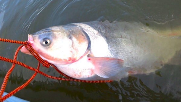 Огромное ОНО тащит в глубину! Спиннинг трещит, рыбалка осенью на судака