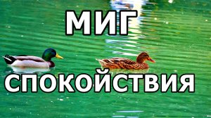 МАГИЯ ЮЖНЫХ КУЛЬТУР! УТКИ, ЛЕБЕДИ, РЫБЫ, САМОЛЁТ! СИРИУС. ПАРК. НОЯБРЬ 2025.
