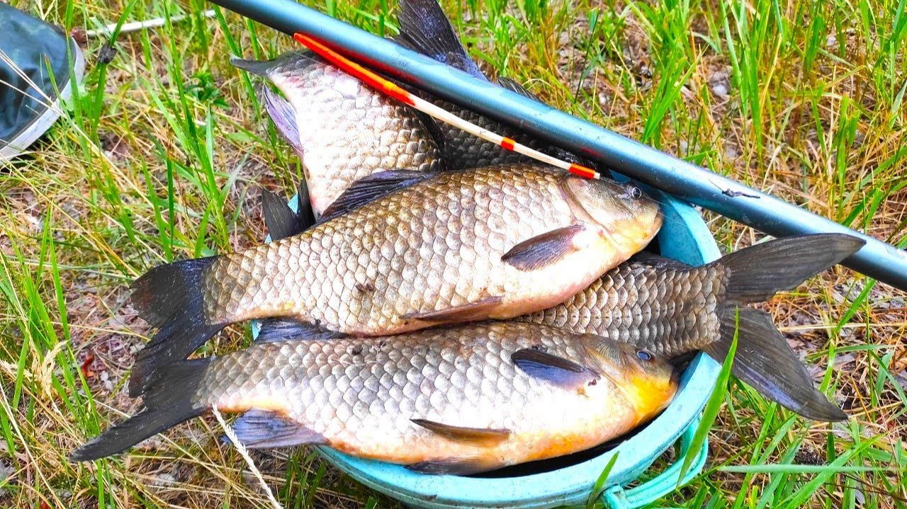 Натаскал ВЕДРО ЗА ЧАС!!! КРУПНЫЙ ЖЕЛТЫЙ КАРАСЬ рыбалка на поплавок смотреть онлайн