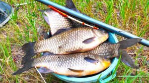 Натаскал ВЕДРО ЗА ЧАС!!! КРУПНЫЙ ЖЕЛТЫЙ КАРАСЬ рыбалка на поплавок