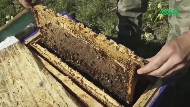 В Уфе стартовал форум пчеловодов республики смотреть онлайн