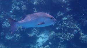 Луциан бохар – Lutjanus bohar – Twospot red snapper