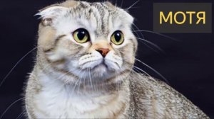 Мотя (История, кошки, котята, бабка, подвал, животные)