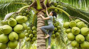 Поднимаюсь высоко, чтобы собрать урожай кокосов, личи, джекфрута и папайи. Таймлапс. Фуонг. Вьетнам