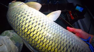 ОГРОМНЫЕ САЗАНЫ ДИНОЗАВРЫ!! КРОКОДИЛЫ В ДУГУ, РЫБАЛКА НА САЗАНА