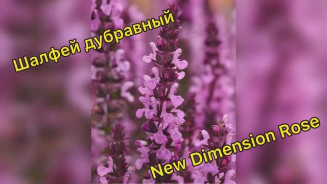 Шалфей дубравный New Dimension Rose 28.01.26 смотреть онлайн