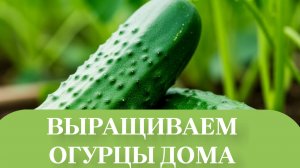 НОВЫЙ СОРТ ОГУРЦОВ (КУРАЖ).