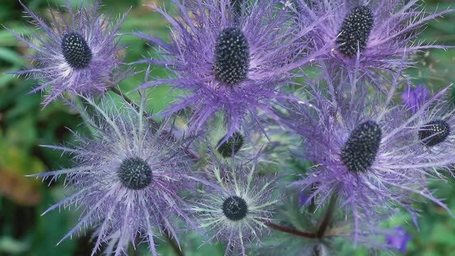 Как я буду выращивать чертополох или синеголовник. Посев и подготовка семян, важные условия смотреть онлайн