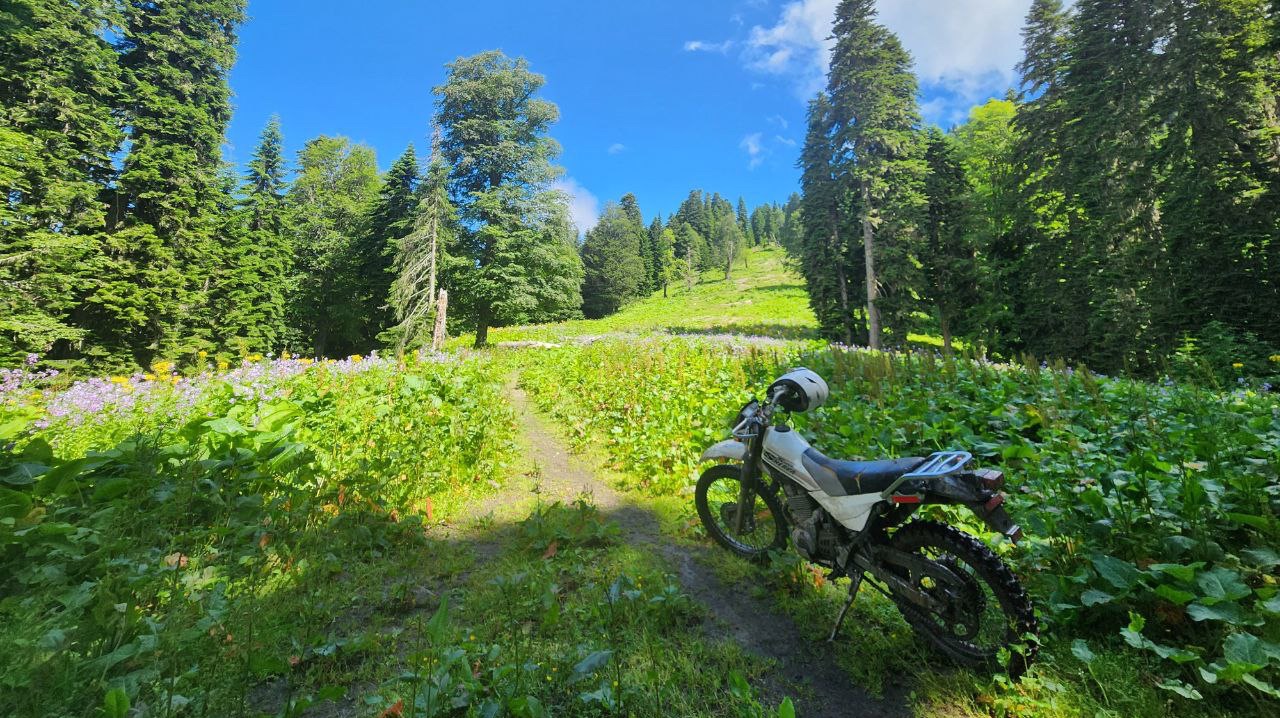 Favorite Logs in the Forest
