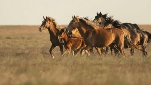 "В СТЕПИ" Любовь Пузикова-музыка и монтаж клипа, стихи Николая Туроверова, исполняет Игорь Цховребов
