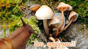 Узнаём о интересных грибах с улитяшками