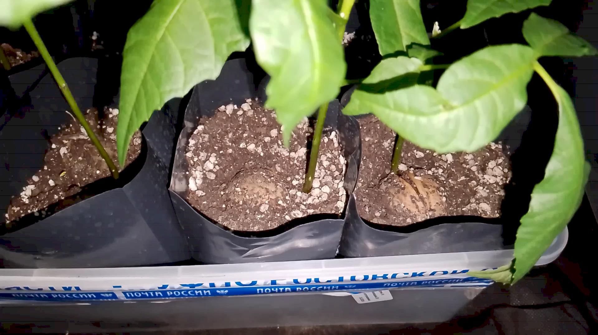 Саженцы грецкого ореха Идеал из семян 02.02.2026г. - 5 часть - Маленькие сады