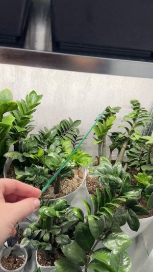 ИЗБАВИЛАСЬ ОТ МОШЕК НАВСЕГДА! ТАК ДЕЛАЮ КАЖДЫЙ ДЕНЬ!