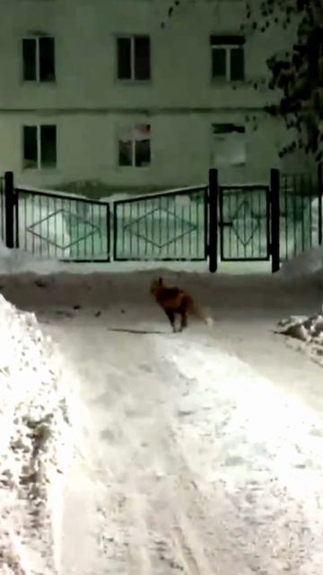 Лиса гуляет по Владимиру по улице Офицерская