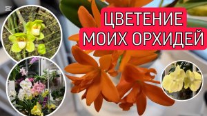 Мои бедолаги. Цветение орхидей фаленопсисов и не только