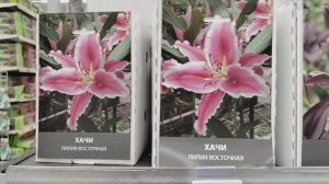 Лилии и гладиолусы в Лемана Про. 2026 год - открываем дачный сезон с Леруа Мерлен