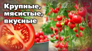 Выбираем сорта помидоров. На любой вкус