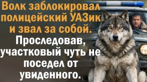 Волк заблокировал полицейский УАЗик и звал за собой. Проследовав, участковый чуть не поседел