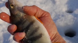 ОХОТНИК НА ХИЩНИКА. 02.02.2026