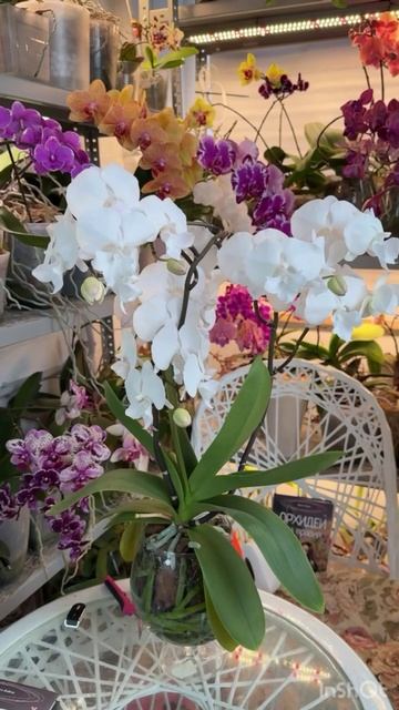 Орхидея фаленопсис Aprillion Биг лип , Голландия. смотреть онлайн