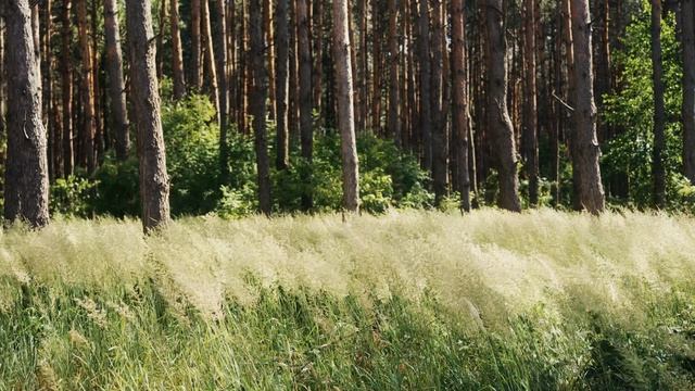 Шум Леса 2 • Умиротворяющие Звуки Природы 2 • Naomix.ru