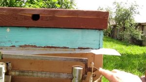 Вес улья на 20 июля