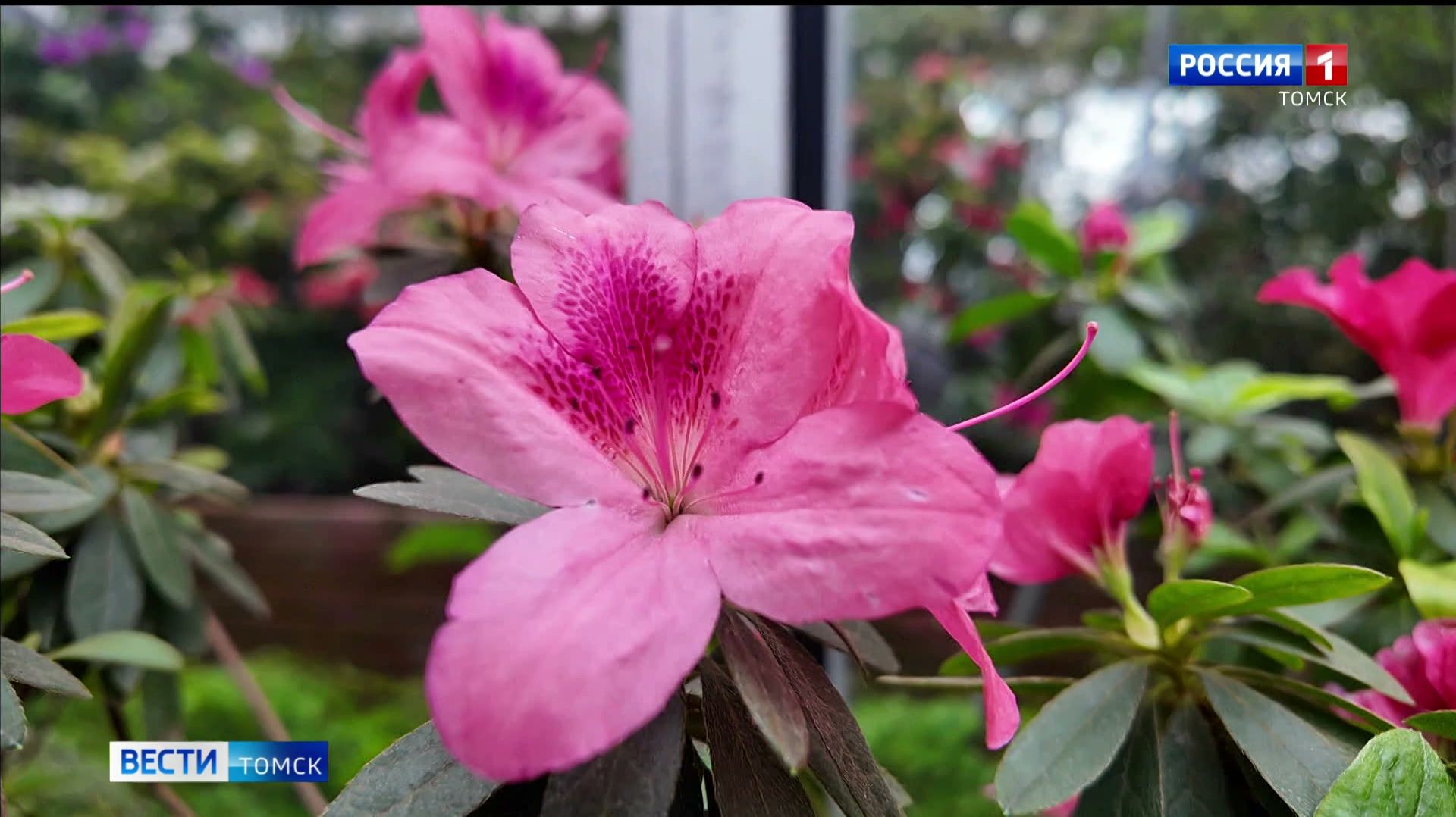 Вести-Томск, выпуск от 31.01.2026 14:30 смотреть онлайн