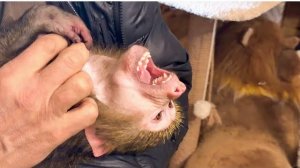 Что-то Анфиса РАЗОШЛАСЬ не на шутку! Она решила, что ОНА ГЛАВНАЯ И ВСЕХ СТАЛА КУСАТЬ!