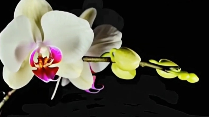 ЧАСТЬ 2. ОРХИДЕИ ДЛЯ ЧАЙНИКОВ. Уход и содержание орхидеи сразу с магазина - первая орхидея в доме. смотреть онлайн