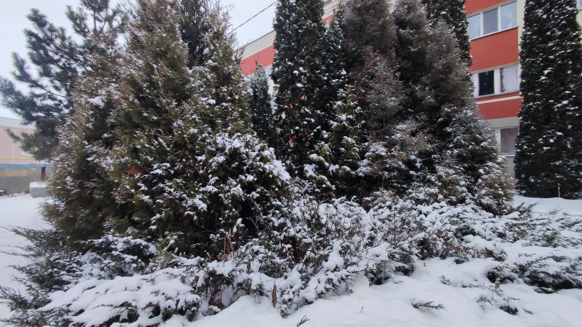 Типичная ошибка при выращивании хвойных растений смотреть онлайн