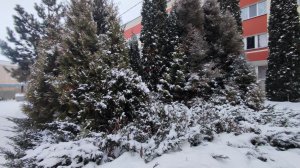 Типичная ошибка при выращивании хвойных растений