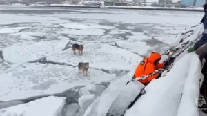 Собаки провели два дня на отколотой льдине у берегов Камчатки — замерзших хвостиков спасли МЧС