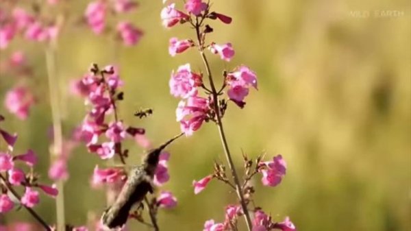 Амазонка 🦎🐊🦜