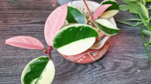 Моя небольшая коллекция хой