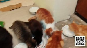 Багира вернулась как сугробы растаяли.