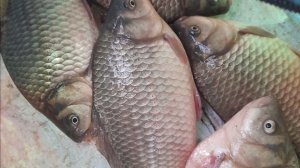 КАРАСЬ не ДАЕТ ЧАЙ ПОПИТЬ.