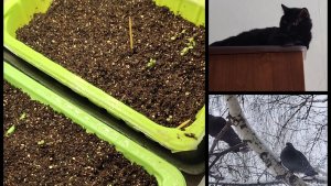 2 февраля 2026 год. : проверяю  всходы семян. Тороплю весну.