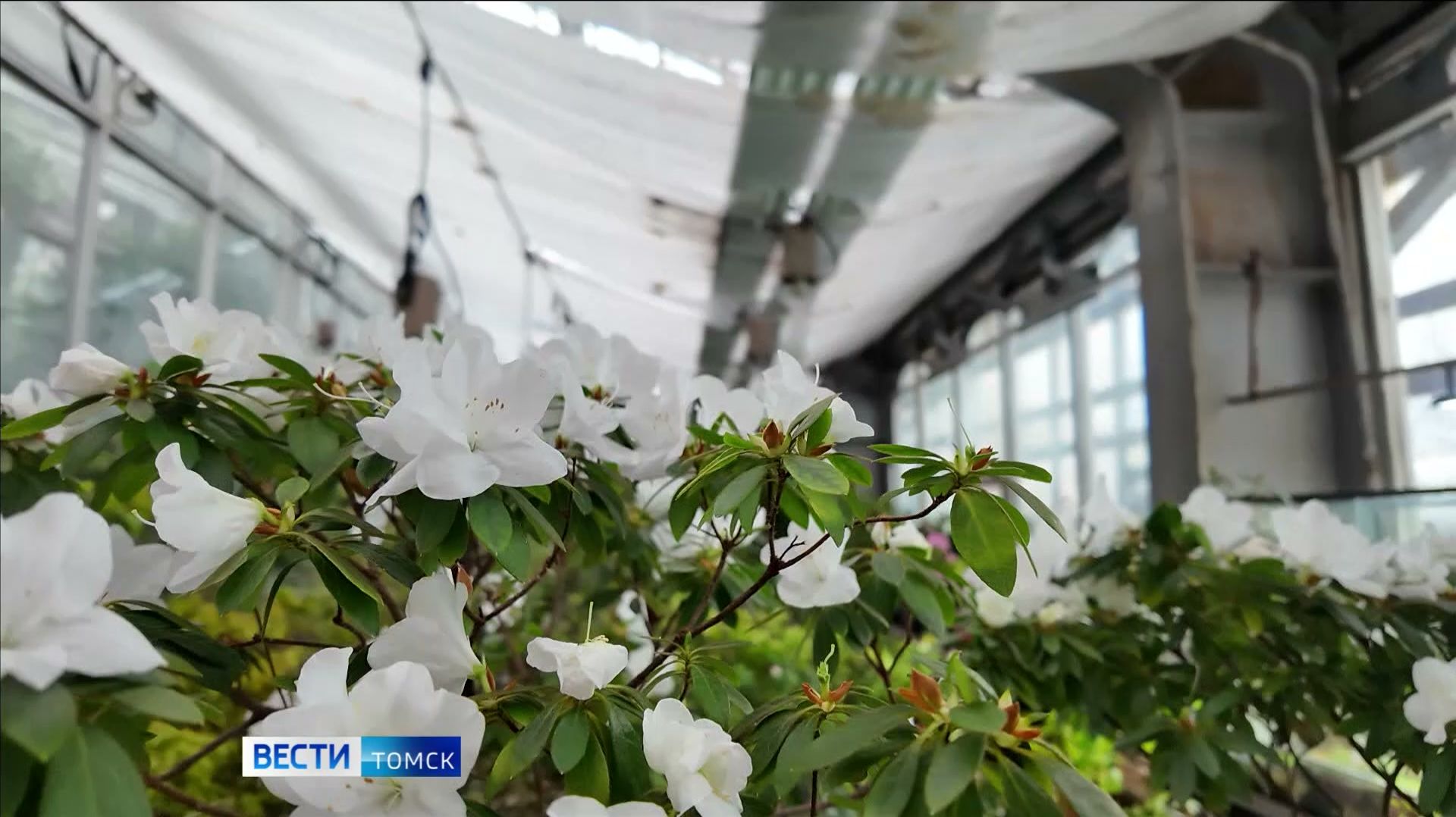 Вести-Томск, выпуск от 02.02.2026 09:30 смотреть онлайн