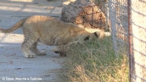 НАСТОЯЩИЕ львята! Часто пишут, что это ИИ! Как ХОРОШО, что мы можем ВИДЕТЬ их вживую и показать вам!