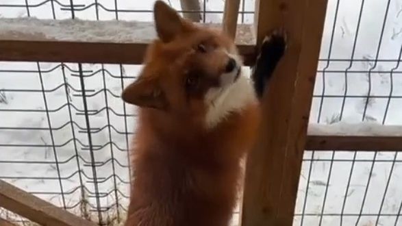 Лиса-Алиса. Утро с лисом Игнисом смотреть онлайн