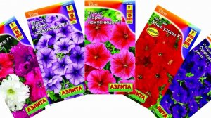 ПОСЕВ ПЕТУНИЙ С НОВЫМ УДОБРЕНИЕМ. ПОДКАРМЛИВАЮ ТОМАТЫ