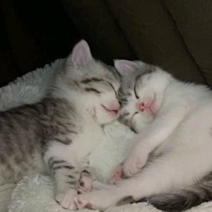 Делаю уроки