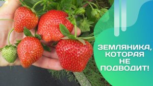 Клубника Дарселект — мой фаворит на грядке