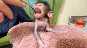 Степка ест только то, что хочет, УГОВОРИТЬ или ЗАСТАВИТЬ его невозможно!