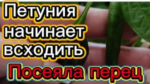 Петуния начинает всходить🌺Посеяла перец.