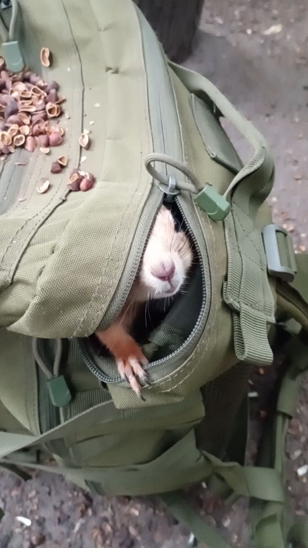 Орешек для белки смотреть онлайн